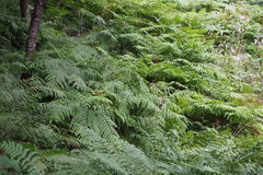 Pteris wallichiana