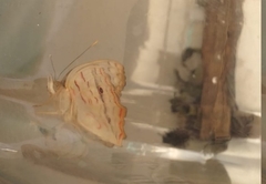 Anartia jatrophae