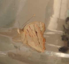 Anartia jatrophae