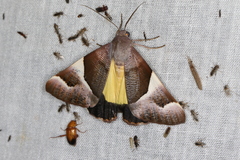 Niceteria macrocosma