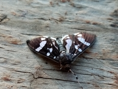 Desmia bajulalis