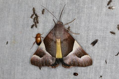 Niceteria macrocosma