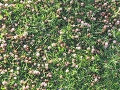 Trifolium glomeratum