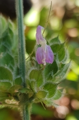 Dicliptera unguiculata