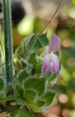 Dicliptera unguiculata