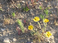Anacyclus radiatus