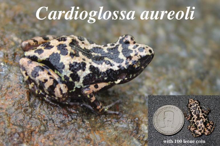 Freetown Long-Fingered Frog