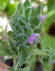 Dicliptera unguiculata