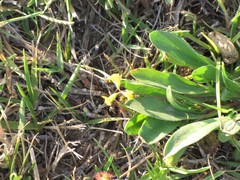 Scorpiurus muricatus