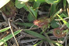 Scorpiurus muricatus