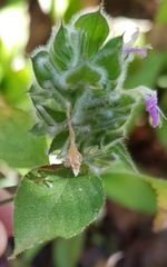 Dicliptera unguiculata