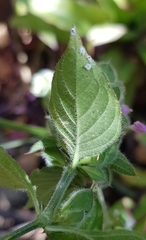 Dicliptera unguiculata