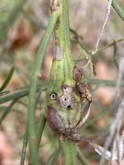 Neolasioptera lathami