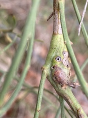 Neolasioptera lathami