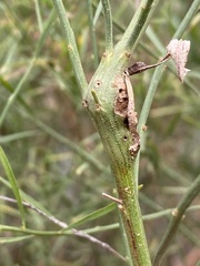 Neolasioptera lathami