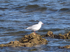 Chroicocephalus ridibundus