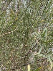 Neolasioptera lathami