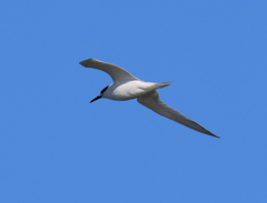 Thalasseus sandvicensis