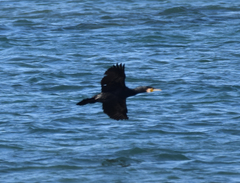 Phalacrocorax carbo