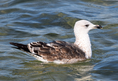 Larus michahellis