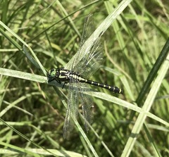 Shaogomphus schmidti