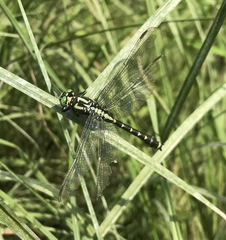 Shaogomphus schmidti