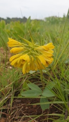 Eulophia leontoglossa