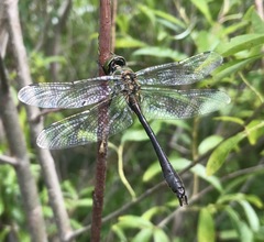 Cordulia aenea amurensis