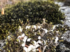 Cladonia macrophyllodes