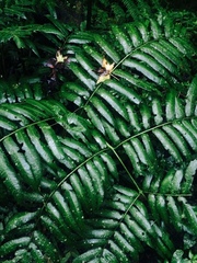 Ptisana