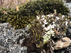 Cladonia macrophyllodes