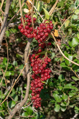 Smilax aspera