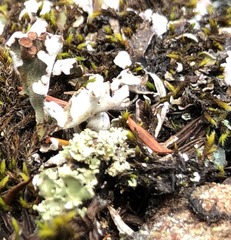 Cladonia macrophyllodes
