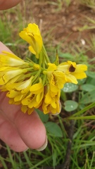 Eulophia leontoglossa