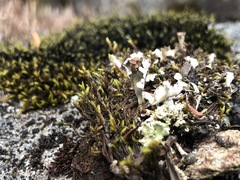 Cladonia macrophyllodes