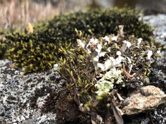 Cladonia macrophyllodes