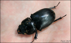 Lucanus tetraodon