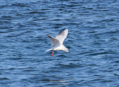 Chroicocephalus ridibundus