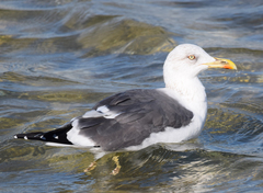 Larus michahellis