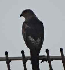 Accipiter badius