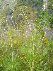 Notobubon galbaniopse