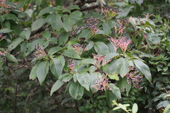 Cornus macrophylla