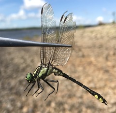 Shaogomphus schmidti