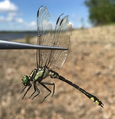 Shaogomphus schmidti