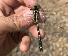 Shaogomphus schmidti