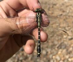 Shaogomphus schmidti