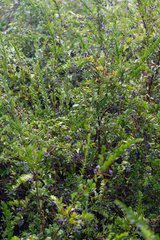 Myrtus communis