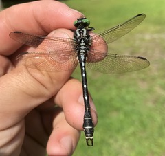 Nihonogomphus ruptus