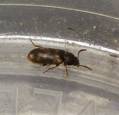 Mycetophagus multipunctatus