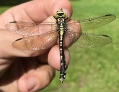 Nihonogomphus ruptus